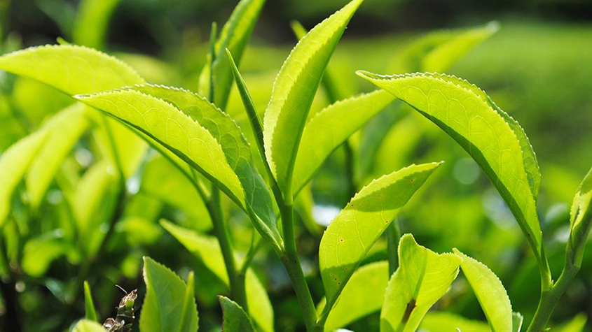 Ceylon green tea leaves