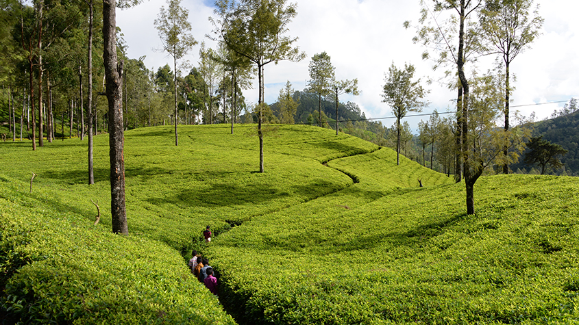 A vast expense of Ceylon green tea fields