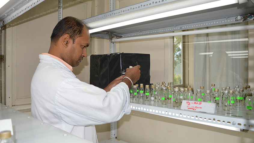 Dr. Mahasen A B Ranatunga, a researcher and the tea breeder for the Sri Lanka Tea Research Institute, in a white lab coat examining tea leaves in small glass bottles