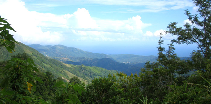 The Blue Mountains range in Jamaica offers the perfect microclimatic 