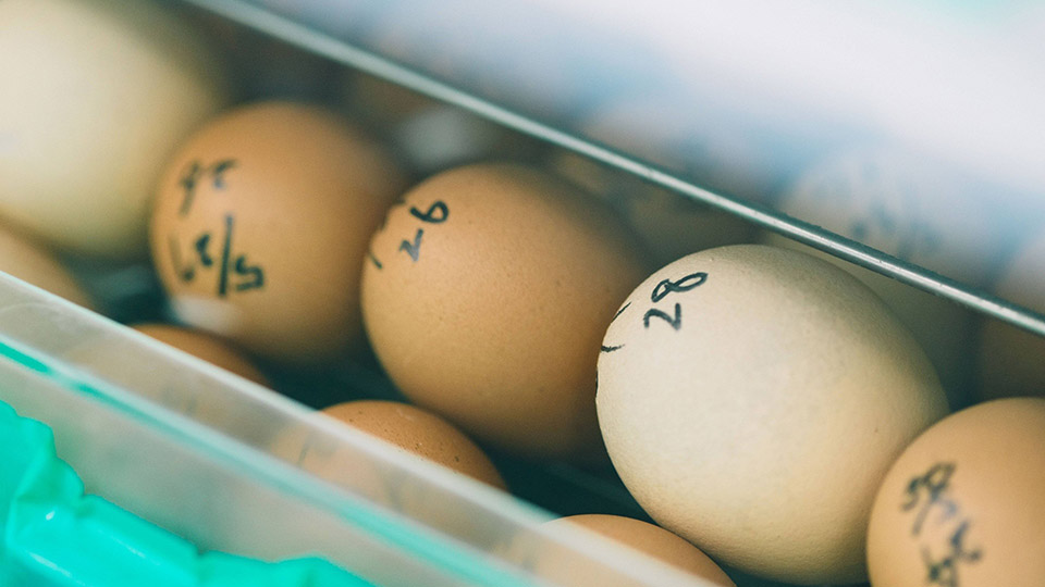 Eggs aligned in a container