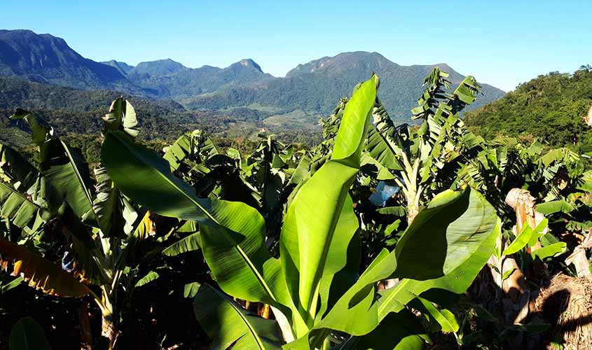 Banana plantation of the Müller family in the region of Corupá