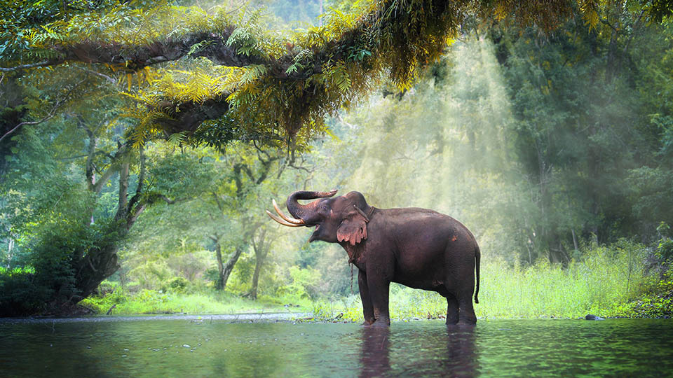 Wild elephant in forest