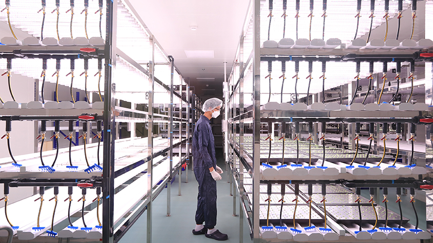A lab worker wearing a dark blue suit, a mask and a hairnet, in the middle of Baiya Phytopharm plant growing facilities