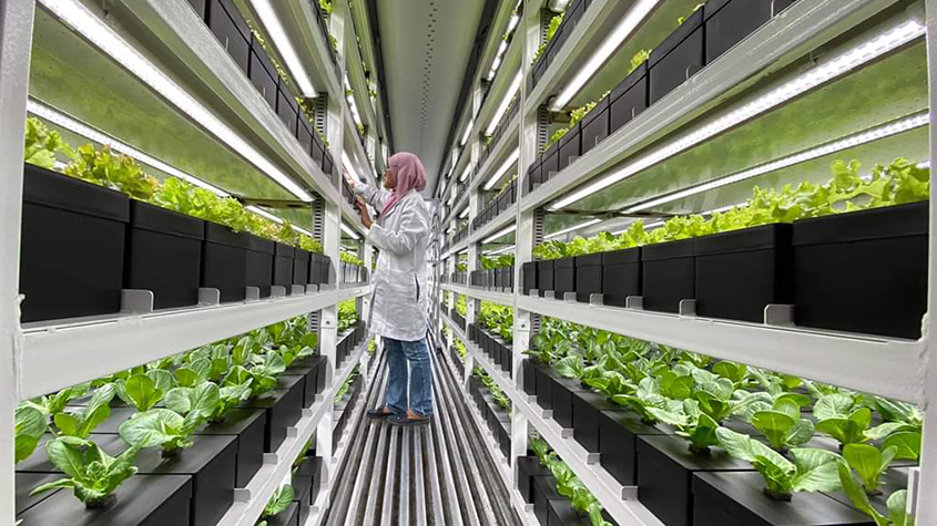 Woman controlling the growth of vegetables using BoomGrow modular racking system for vertical farming