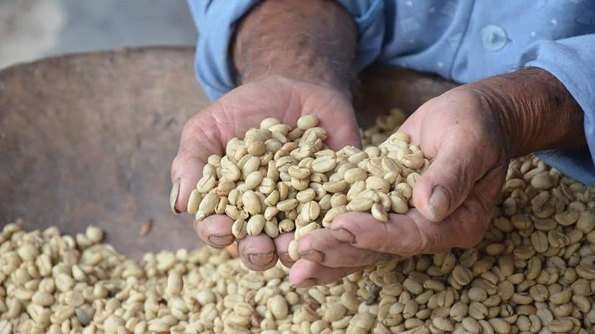 Man holding Caike coffee beans in his hands