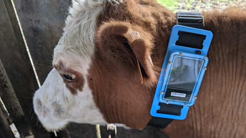 a cow wearing a chipsafer collar