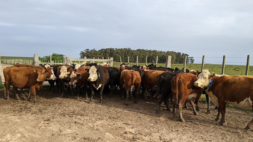 A herd of cows equipped with a Chipsafer collar
