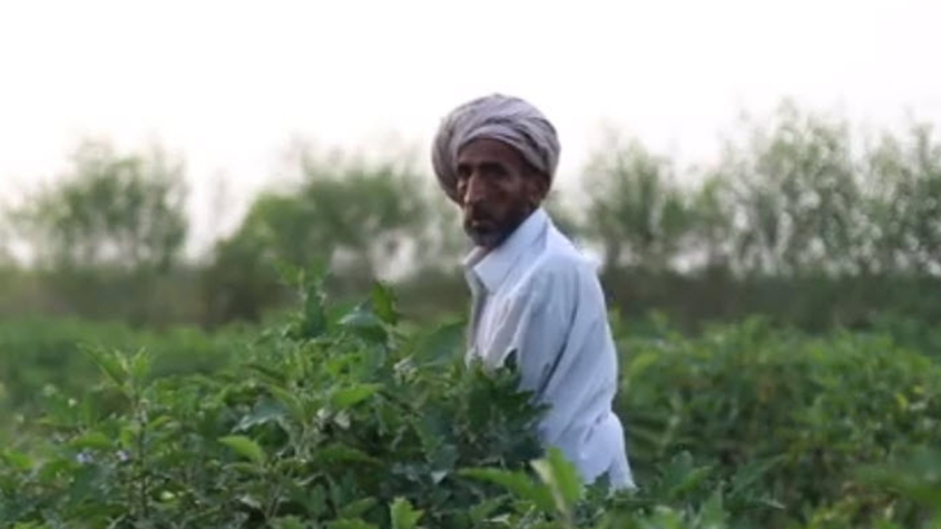 A smallholder farmer in his field