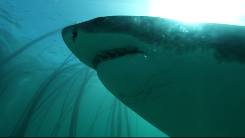 Close up of a great White Shark swimming near the SharkSafe Barrier