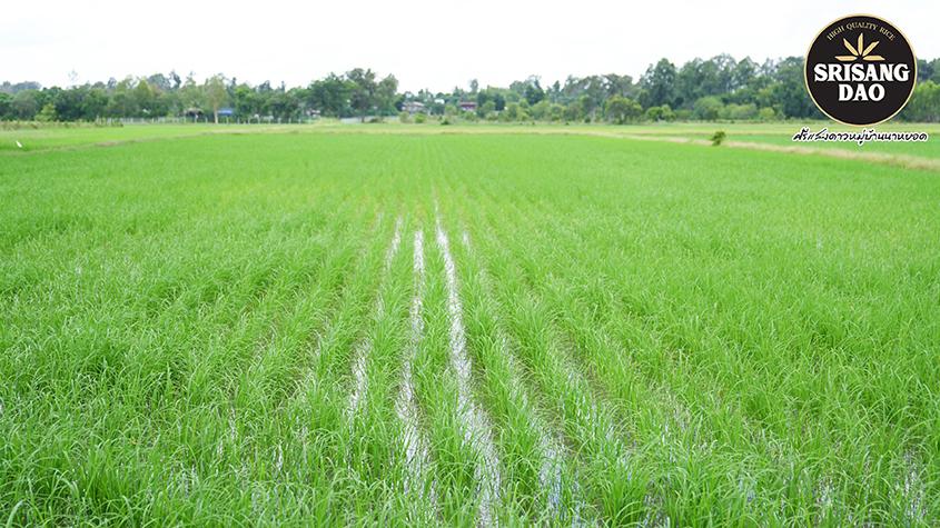 A large rice field in Thung Kula Rong-Hai