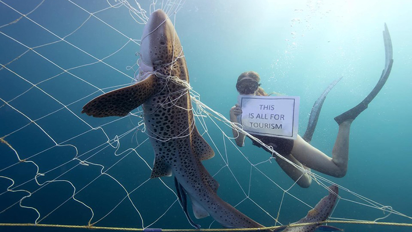 Dead lemon shark caught in a shark net with diver holding a sign “this is all for tourism”