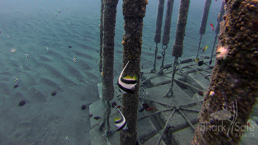 Bottom of the SharkSafe Barrier made out of concrete blocks with non-polluting barium ferrite rods attached to them.