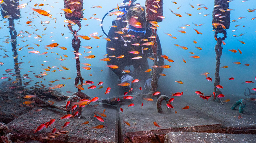 Diver checking out the SharkSafe Barrier surrounded by Goldfishes