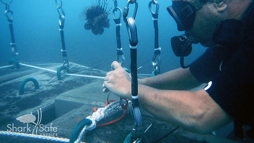 Diver is installing the SharkSafe Barrier