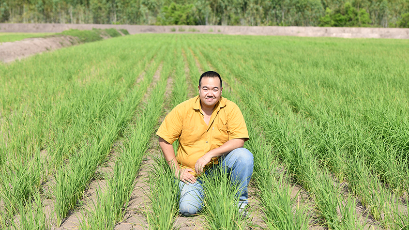 Sinsamut Srisaenpang, Managing Director of Srisangdao Rice Intertrade Co, in a middle of a green rice paddy