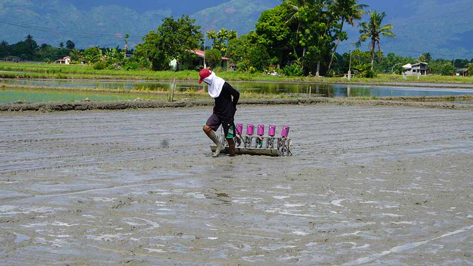 Farmer pulling a Palatak Palay Seeder across his rice field