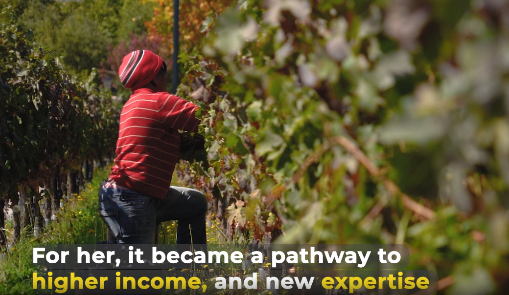 Working in a field of grape vines