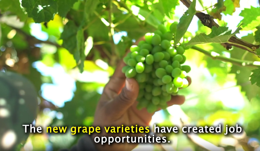 Picking green grapes