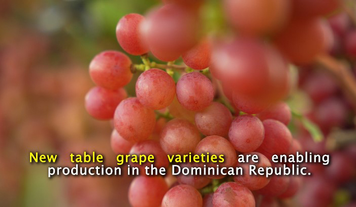 Red table grapes close up