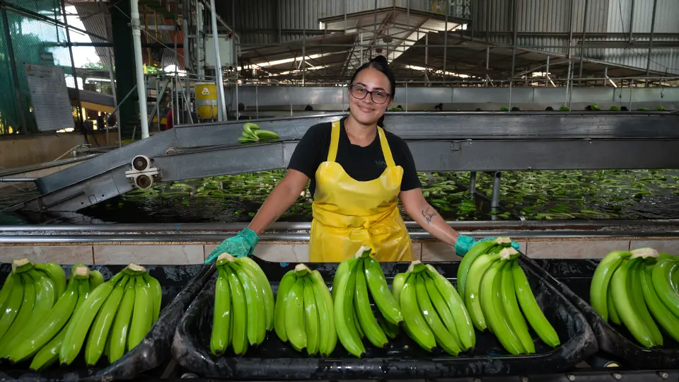 Worker in a banana processing facility sorting and handling green bananas on a conveyor line.