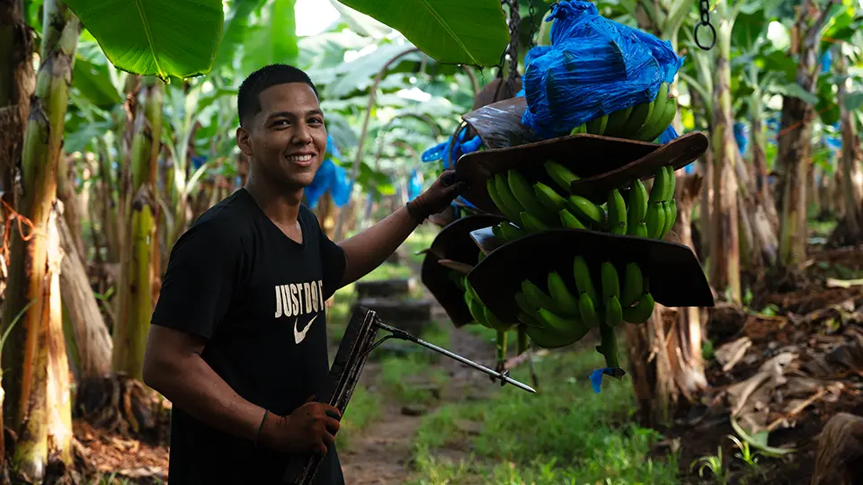 Person holding a harvesting tool next to several bunches of green bananas hanging in a tropical banana plantation.