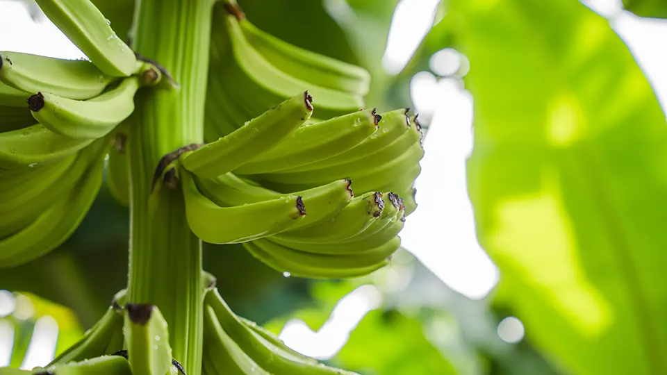 Corbana banana tree