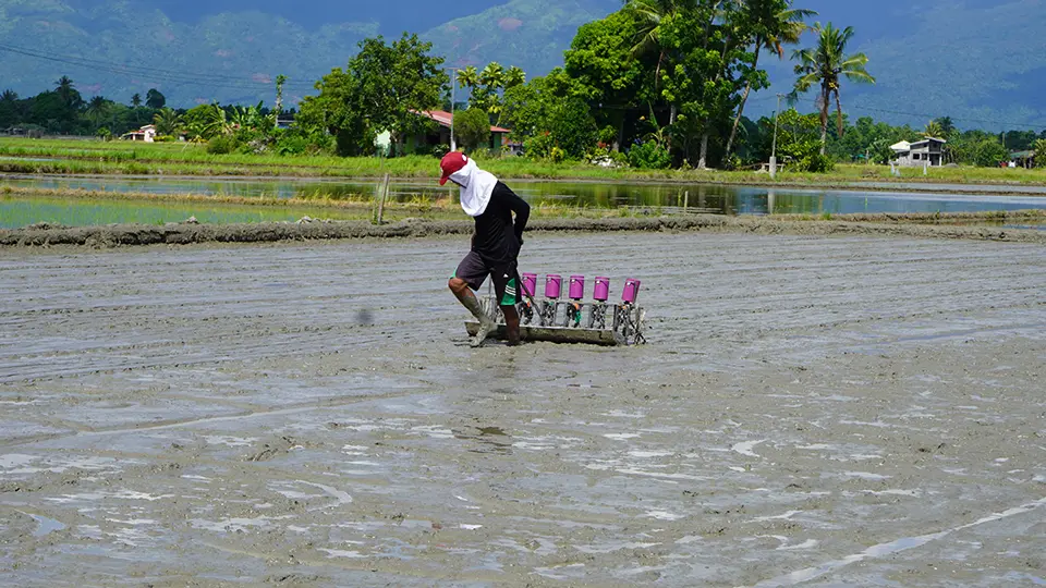 Farmer pulling a Palatak Palay Seeder across his rice field