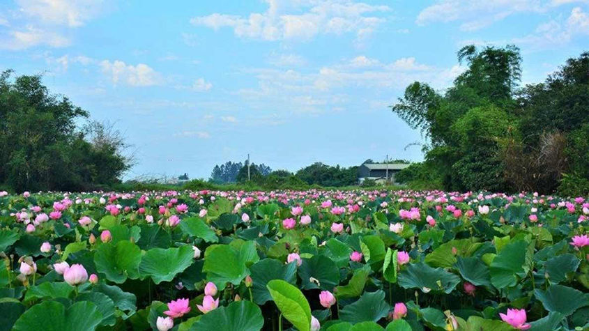 A field of lotus with pink flowers
