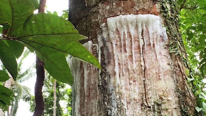 Photo of a Pili Tree tapped to reveal the sap