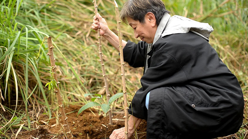 Photo of Rosalina Tan planting Pili Tree saplings