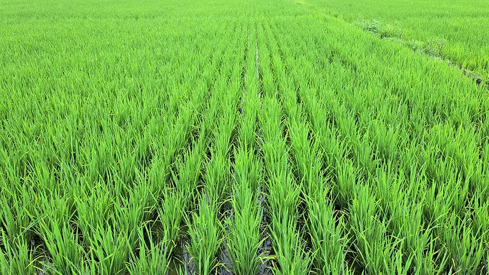 Young rice plants aligned in rows