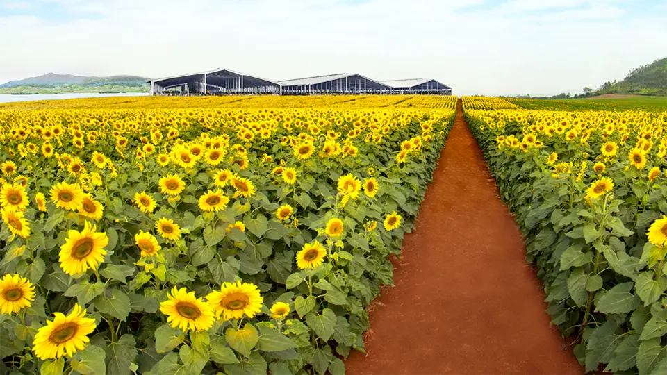 Sunflower field