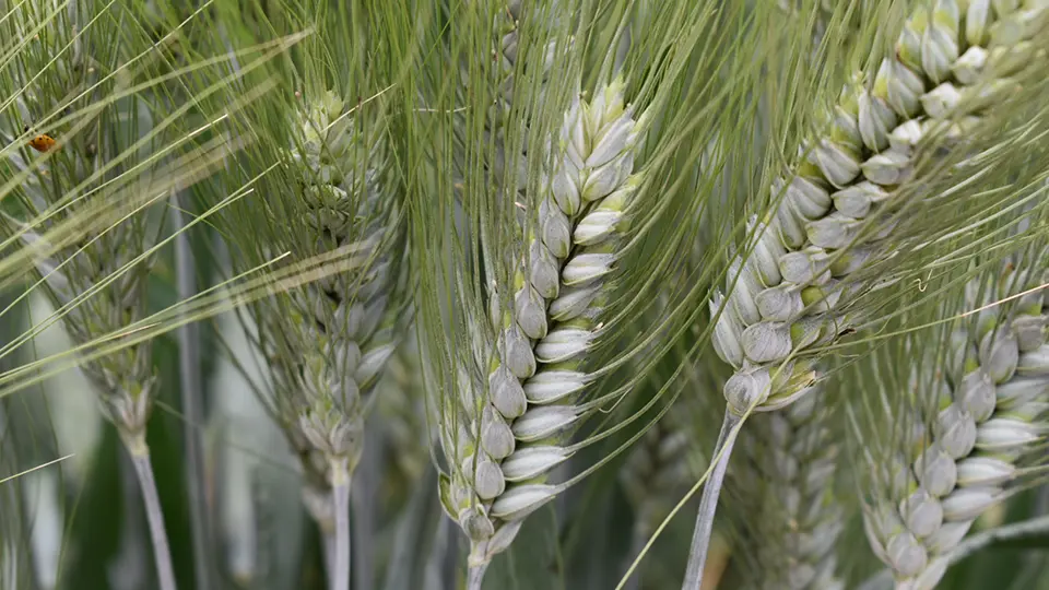 Close-up of green unripe wheat ears in a field