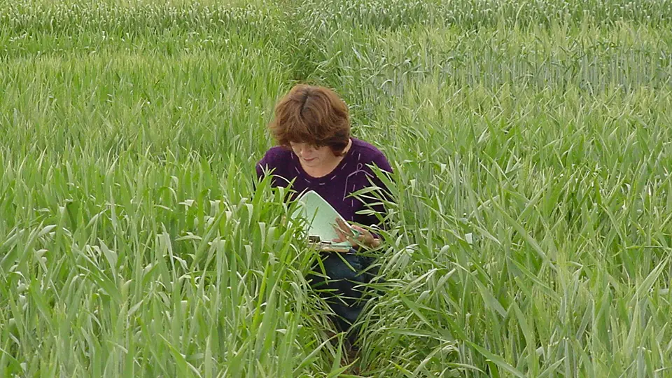 Gabriela checks wheat quality in a field