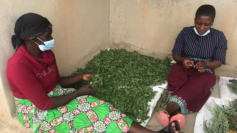 Des agricultrices trient les feuilles de Zumbani utilisées dans les thés WFS.