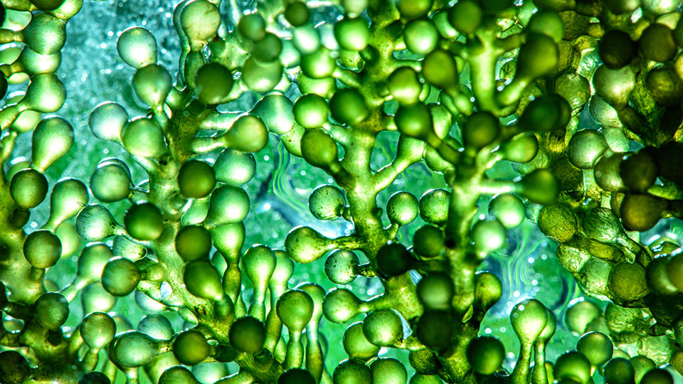 Cover: Microalgae-Related Technologies