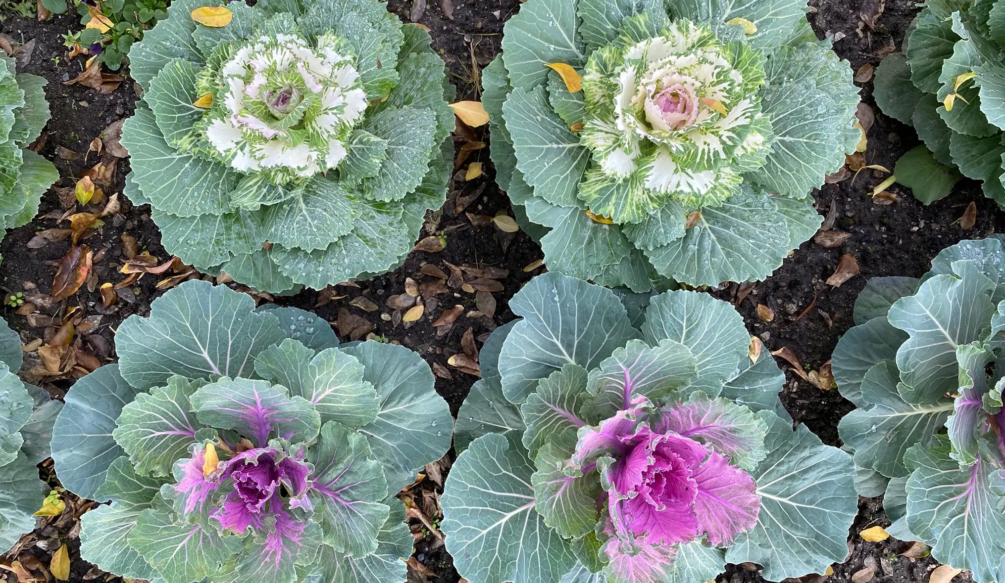 White and yellow cabbage heads