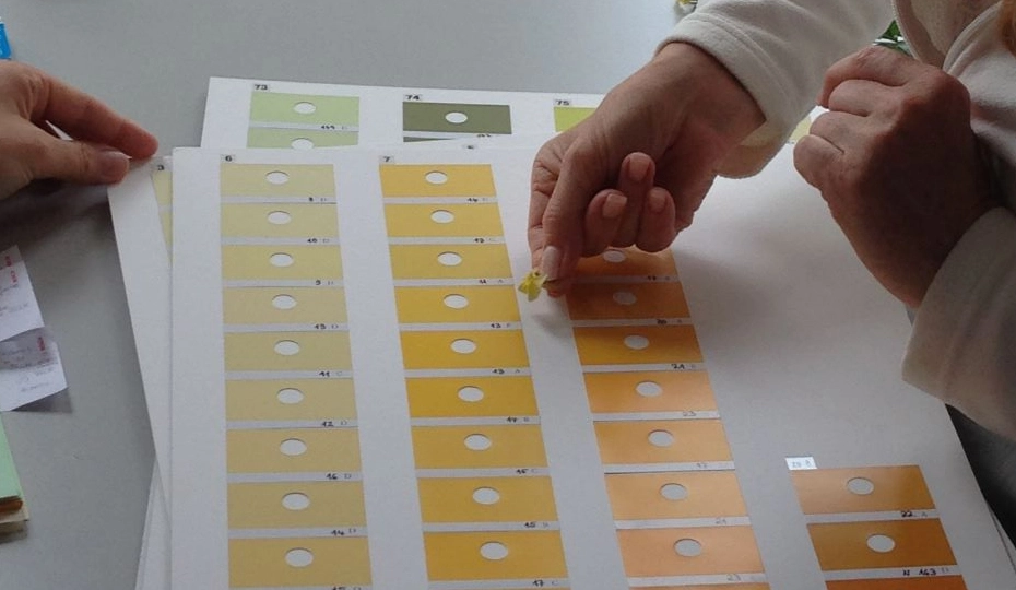 Checking petal color against RHS Color Chart