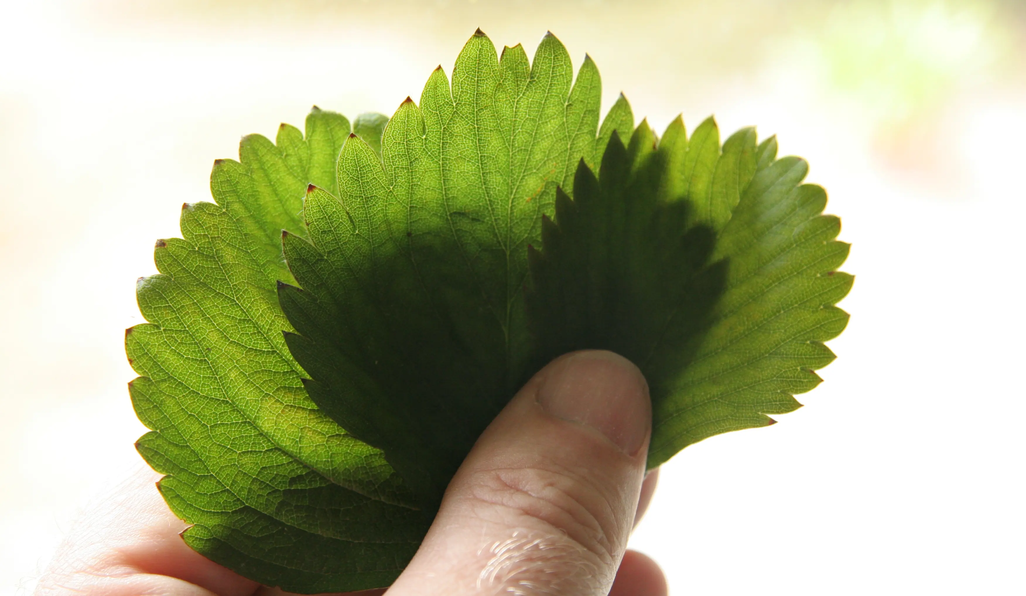Examining leaf idents on strawberry plants