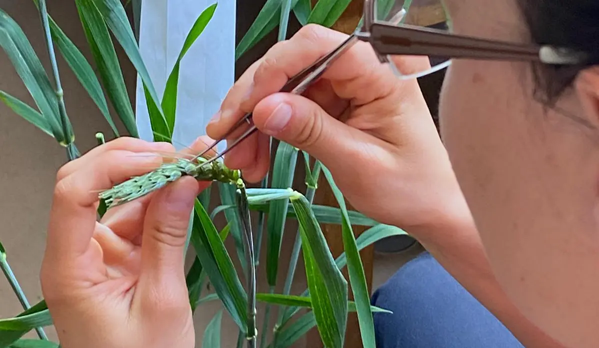 Emasculation of wheat with tweezers