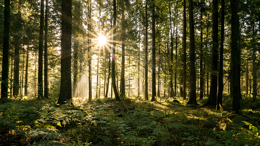 African entrepreneurs lead the way in climate change adaptation