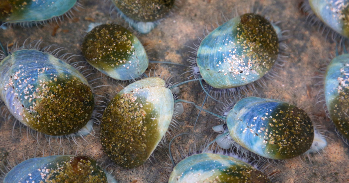 気候変動による水産養殖への影響を緩和: アワビの事例