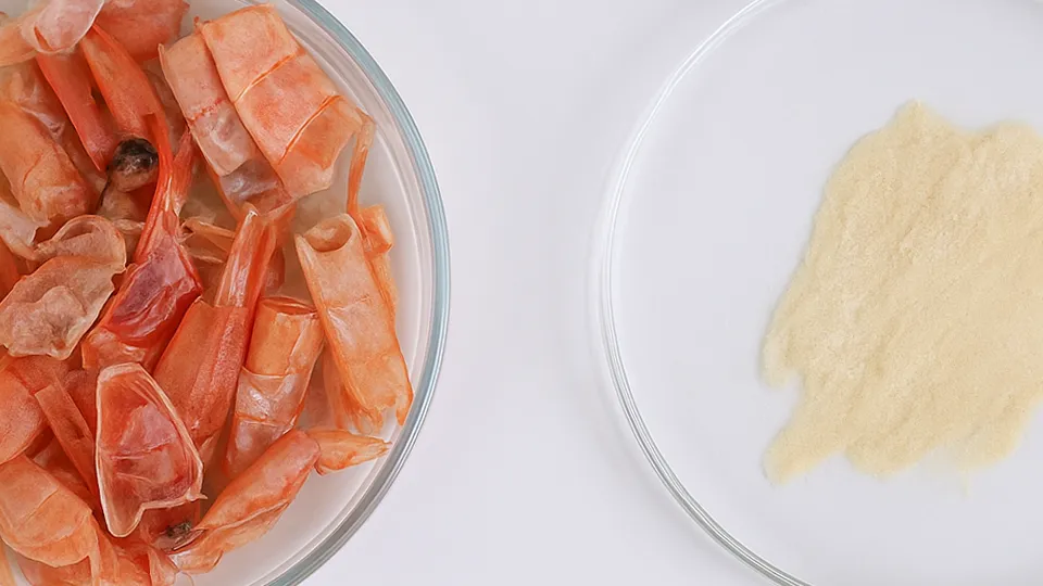 Two petri dishes side by side, one containing orange shrimp shells and the other filled with fine beige powder.