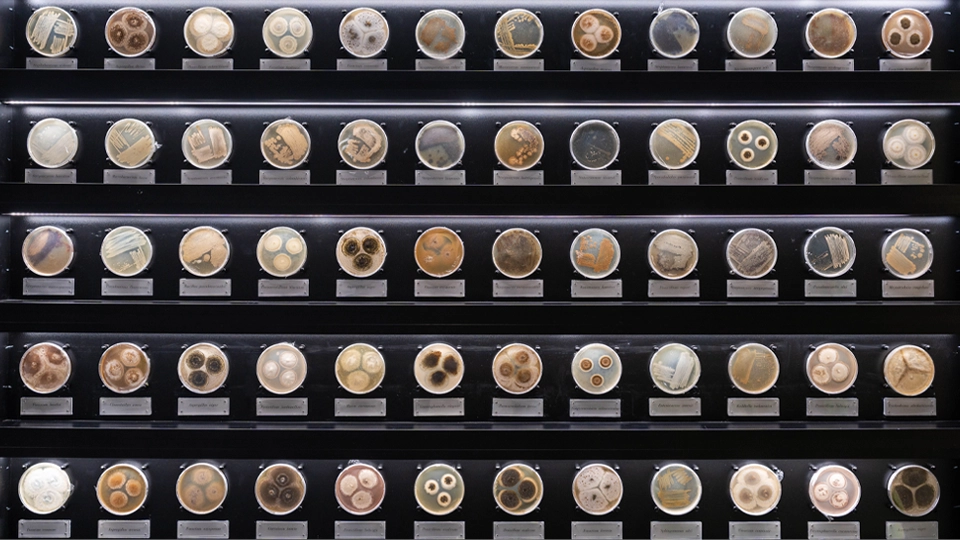 Rows of illuminated petri dishes displayed on shelves, each containing different microbial cultures labeled beneath.