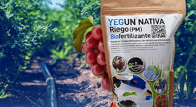 bioproduct based on native soil-borne fungi