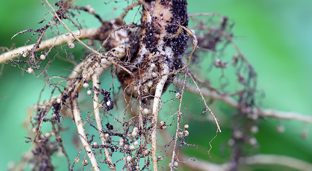 Nodules on the bean roots. Atmospheric nitrogen-fixing bacteria live inside. - stock photo