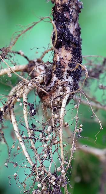 Nodules on the bean roots. Atmospheric nitrogen-fixing bacteria live inside. - stock photo
