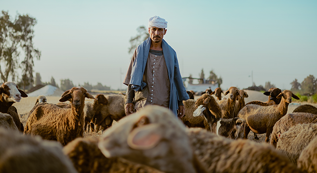 Man shepherd with herd of sheep during day,Egypt