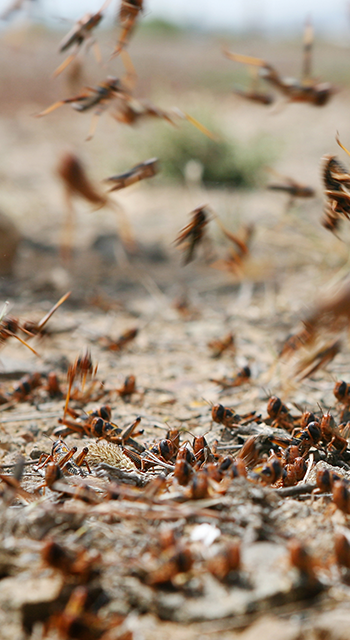 Locust plague in the Karoo, South Africa